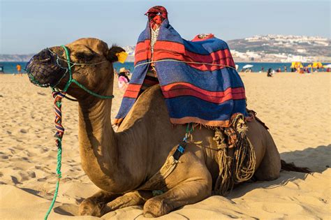 Excursión a Tánger (Marruecos) desde Tarifa